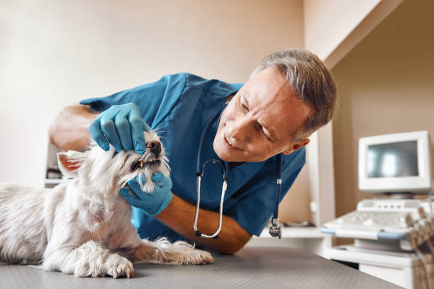 Best Weekend Emergency Dentist in Feather Sound, FL
